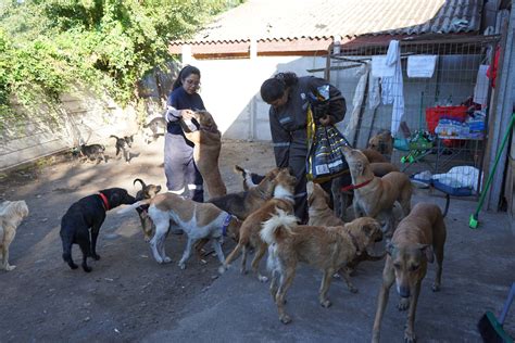 Invitan a nueva jornada de adopción de perros rescatados de ex refugio