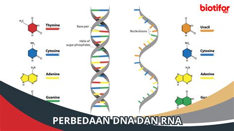 Perbedaan DNA Dan RNA Memahami Kedua Komponen Penting Biotifor