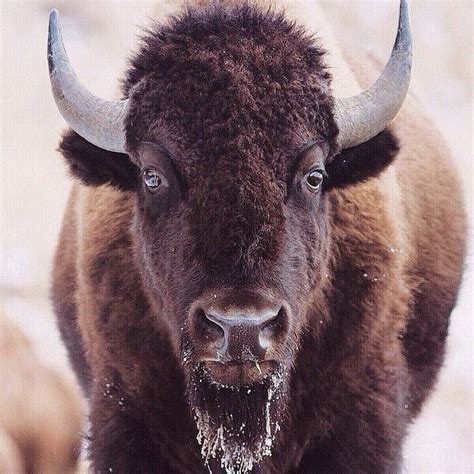 Bison Portrait #Yellowstone | Bison, Insulated, Yellow stone