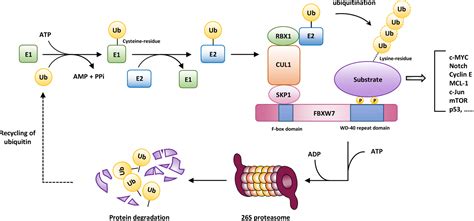 Frontiers Fbxw And The Hallmarks Of Cancer Underlying Mechanisms