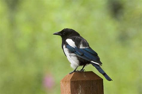 Black Billed Magpie Pica Hudsonia Natureworks