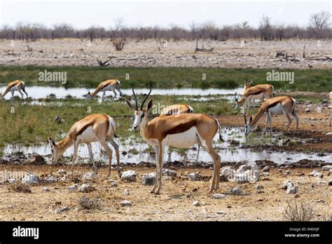 herd of springbok in Etosha Stock Photo - Alamy