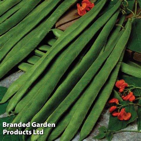 Runner Bean Scarlet Empire Seeds Thompson Morgan