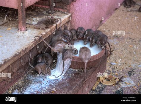 Karni Mata El Templo El Templo De Ratas Deshnoke Bikaner Rajasthan