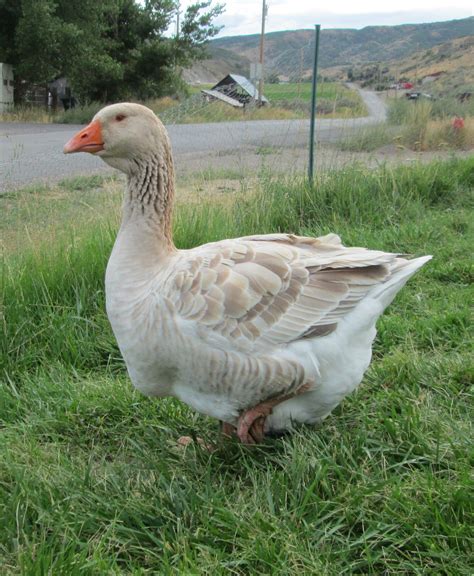 Buff Dewlap Toulouse Goose 15 Year Old Goose Backyard Chickens