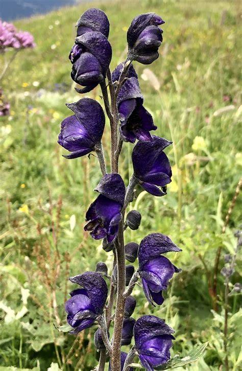 Blauer Eisenhut Blauer Eisenhut Aconitum Napellus C Go Flickr