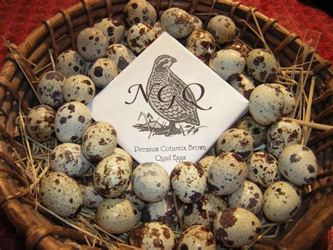 30 Fertile Cortunix Quail Hatching Eggs Grocery And Gourmet Food