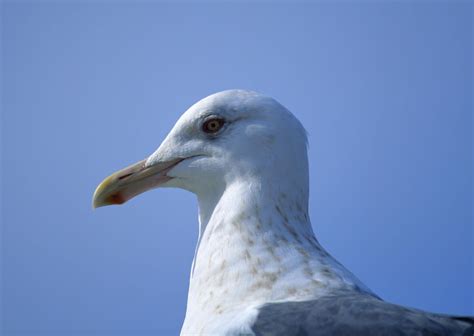 Seagull Hd Wallpaper