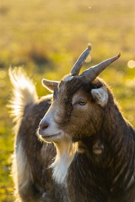 Goat Wallpapers Top Free Goat Backgrounds Wallpaperaccess