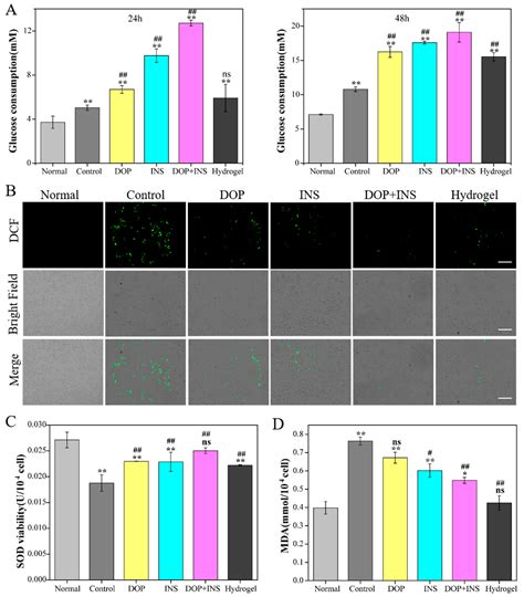 Ijms Free Full Text A Dioscorea Opposita Thunb Polysaccharide Based