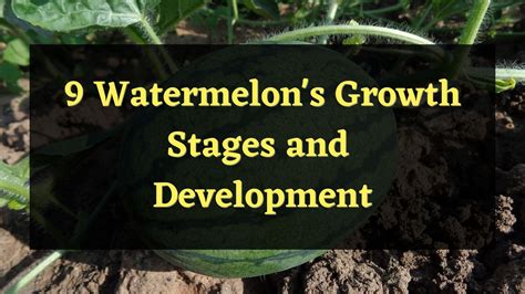 9 Watermelon's Growth Stages and Development — PlantWorksNYC