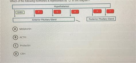 Solved Which Of The Following Hormones Is Represented By Q Chegg