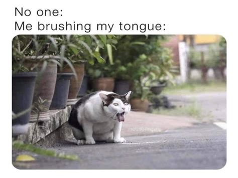15 Memes An Odyssey Of Humor Across The Internet Cosmos Funny