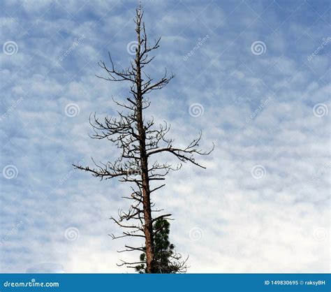 Leafless Pine Tree Stock Image Image Of Park Artistic