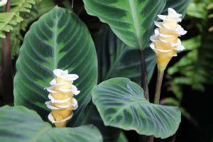 Calathea Warscewiczii Cuidados Y Trucos Para Su Cuidado En Casa