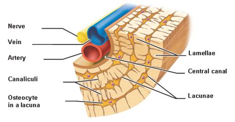 Cartilage and Bones - Antranik.org