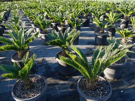 Pokok Bunga Tahan Panas 24 Jenis Tanaman Hias Tahan Panas Matahari