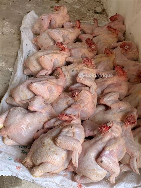 Alimentation Poulets de chair au Sénégal CoinAfrique Sénégal