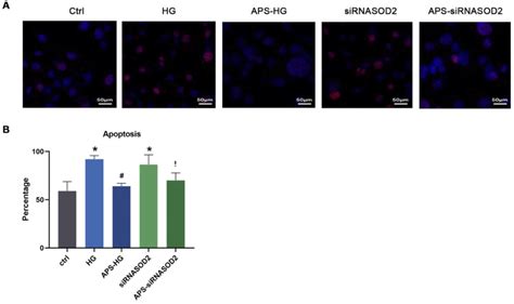 Aps Inhibited H9c2 Cells Apoptosis A Tunel Assay Microphotographs