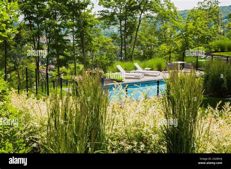 View Through Ornamental Grass Plants And Shrubs Of Two White Long