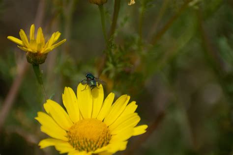 Greenbottle Flies From Western Greece Greece On April 15 2023 At 01