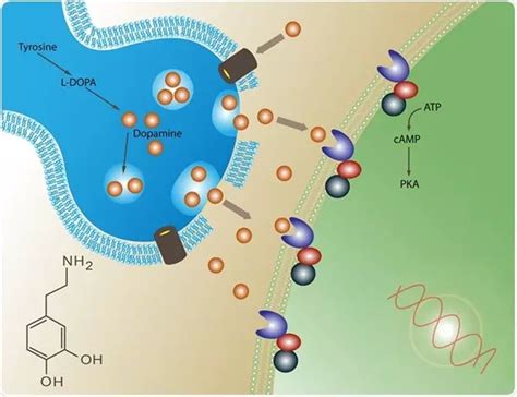 【景昱 神经科学专栏】丨nature、cell最新研究或许要改变帕金森病与多巴胺的关系！dbs手术或许是帕金森患者更精确的选择？ 脑医汇