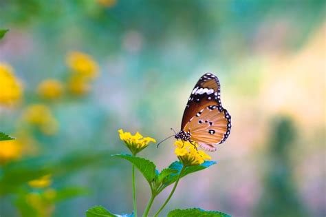 Mariposa tigre llano o también conocida como mariposa danaus chrysippus