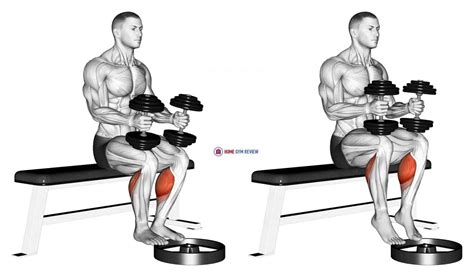 Dumbbell Seated Calf Raise - Home Gym Review