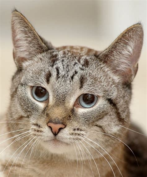 Blue eyed thai tabby cat stock photo. Image of grey - 134017768