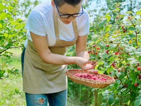 Appelboom Snoeien Wanneer En Hoe Doe Je Dat Libelle