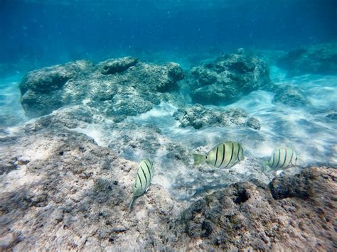 Slaughterhouse Beach Snorkeling Boss Frog S Hawaii