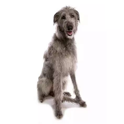 L Vrier Cossais Deerhound Tout Savoir Sur Ce Chien