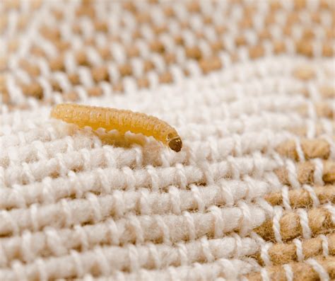 How to Get Rid of Mattress Worms: What Causes Bed Worms