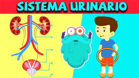 Sistema Urinario Humano Ciencias Para Ni Os Documentales En Espa Ol