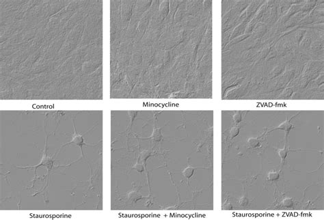 Rgc 5 Cells Underwent Differentiation Independent Of Cytochrome C