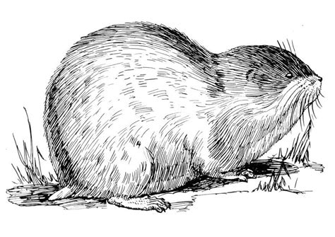 How To Draw A Lemming