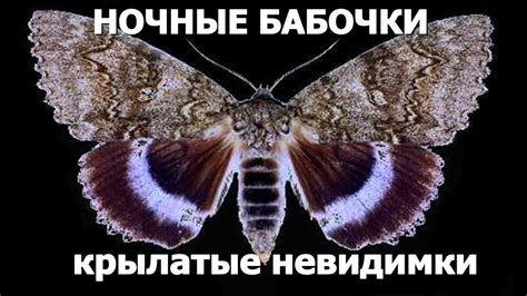 НОЧНЫЕ БАБОЧКИ - КРЫЛАТЫЕ НЕВИДИМКИ - YouTube