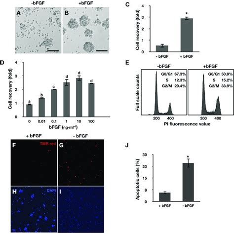 Effects Of Bfgf On Pgc Proliferation A B Morphology Of Pgcs In The