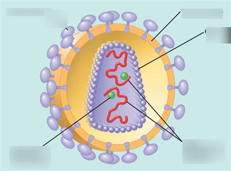 Hiv Virus Diagrams Labeled Diagrams