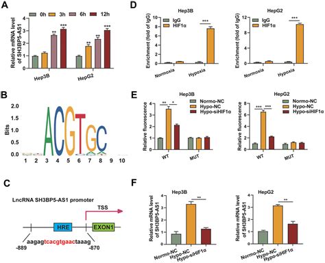 Lncrna Sh Bp As Promotes Hepatocellular Carcinoma Progression By