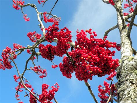 This Is A Close Up Photo Of Small Round Red Winter Berries On A Tree