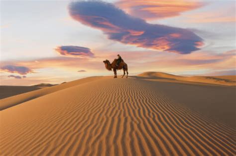 Gobi Desert Sunset Camel Mongolia Photo Workshop Adventure Colby