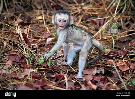 Singe Grivet Banque De Photographies Et Dimages Haute R Solution Alamy