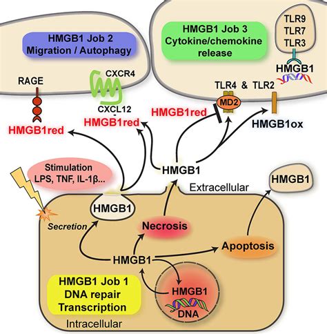 Scheme Summarizing The Multitaskingmoonlighting Functions Of Hmgb1