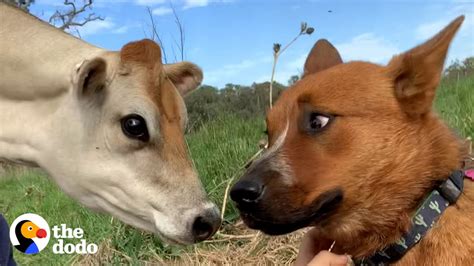 Herding Dog Afraid Of All Cows Meets A Tiny Friend She Adores The