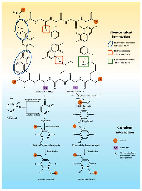 Polyphenol Protein Complexes With Antioxidant Properties Encyclopedia