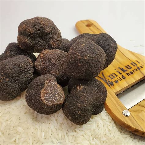 Fresh Black Winter Truffle Tuber Melanosporum Also Known As Perigord Truffle Périgord Truffle