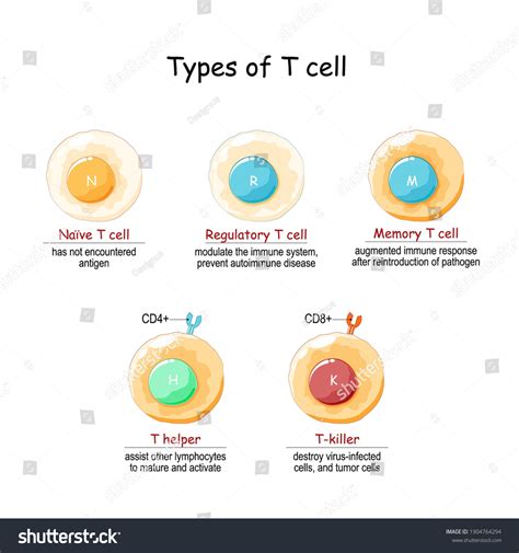 Types T-cell Lymphoid Cell T Lymphocytes Stock Vector (Royalty Free ...