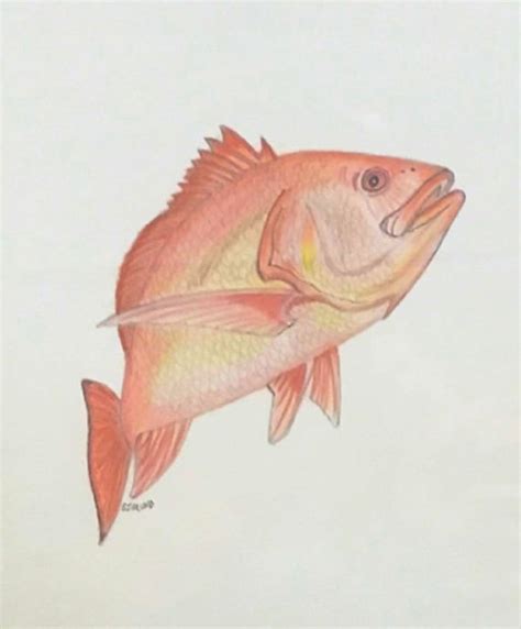 Red Snapper Fish Original Color Pencil Drawing Fish Marine