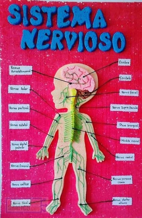 Mapa Mental Del Sistema Nervioso Central Y Perif Rico Sistema